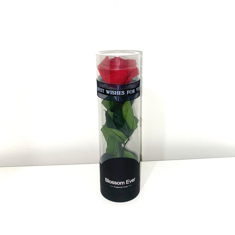 Single Preserved Rose Chemically Preserved Real Rose 21cm