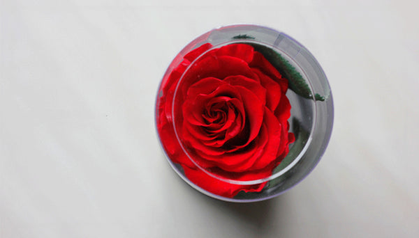 Single Preserved Rose Chemically Preserved Real Rose 21cm